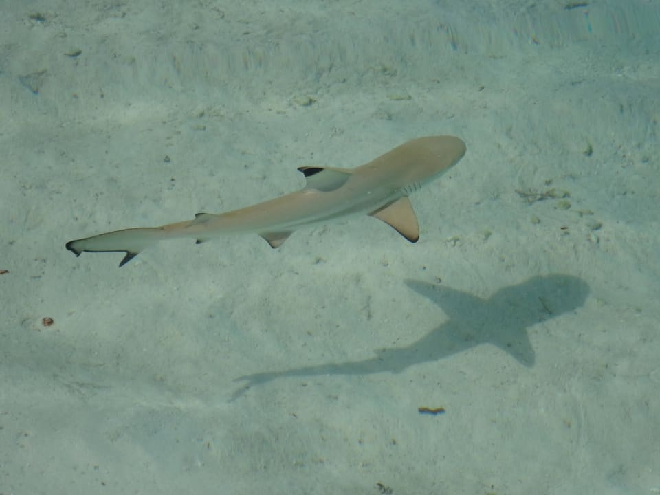 Babyhai - sehr scheu Royal Island