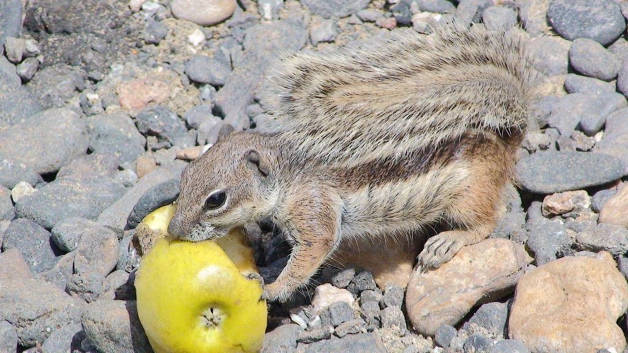 Die Süssen Bewohner am Strand SBH Hotel Taro Beach