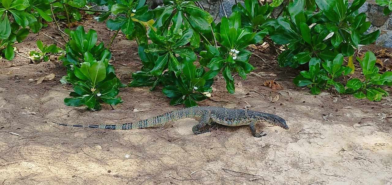 Gartenanlage Moracea by Khao Lak Resort