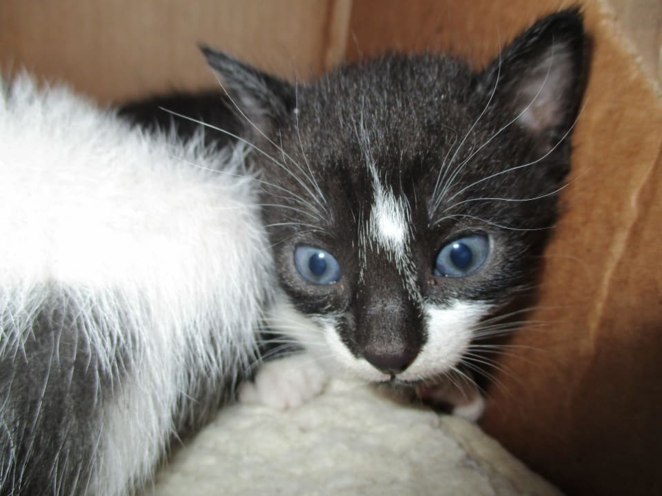 Katzenauffangstation, gerade im Karton abgegeben  Hotel Kalithea Horizon Royal