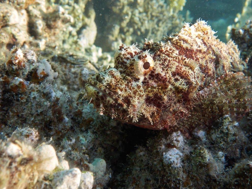 Bärtiger Drachenkopf Malikia Resort Abu Dabbab