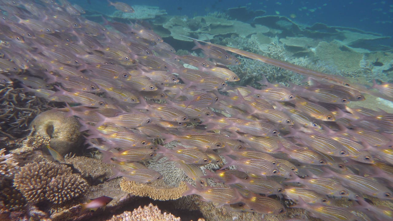 Fische, Fische, Fische Angaga Island Resort