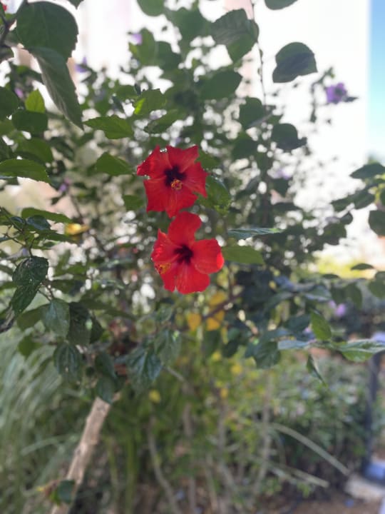 Gartenanlage Vantaris Luxury Beach Resort