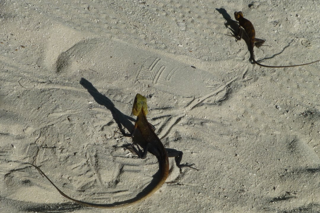 Überall zu entdecken beim genauen Hisehen Embudu Village