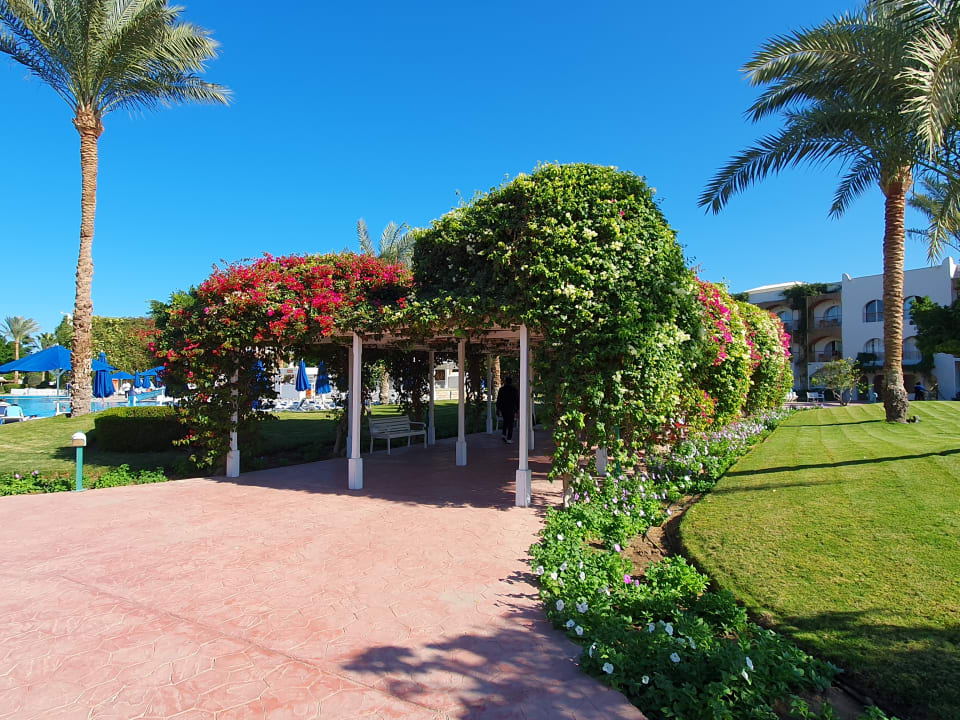 Gartenanlage Desert Rose