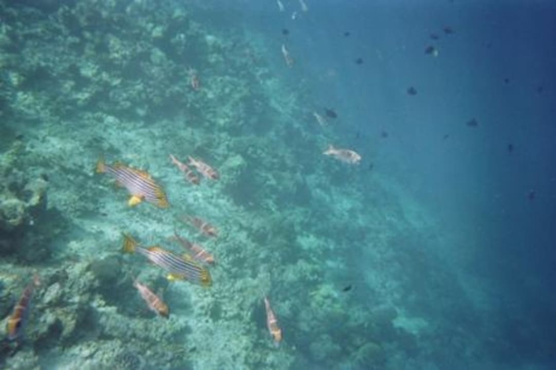 Riffkante erreichbar über den Steg Adaaran Select Meedhupparu Island Resort - Premium All Inclusive