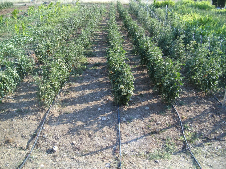 Gartenanlage Hotel Geranion Village