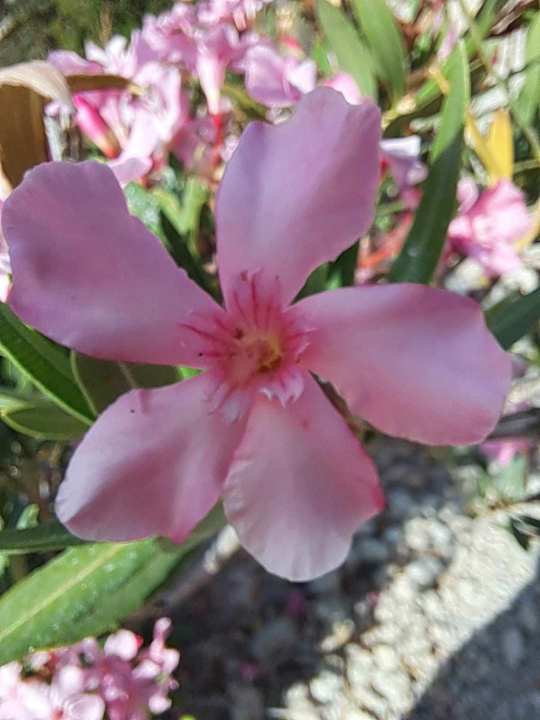 Gartenanlage Cala Llenya Resort Ibiza