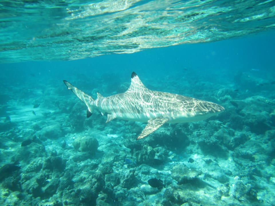 Ein fantastisches Erlebnis  Veligandu Maldives Resort Island