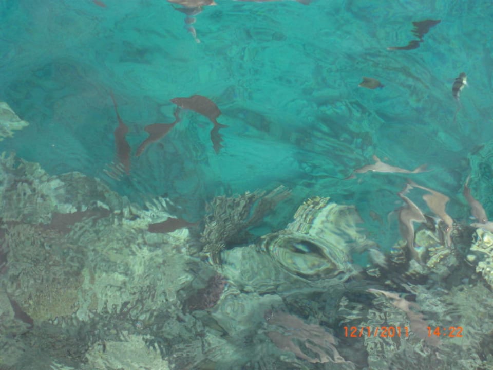Blick ins Wasser Arabia Azur Resort