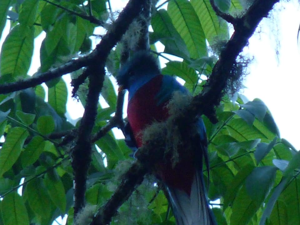 Quetzal Toucanet Lodge