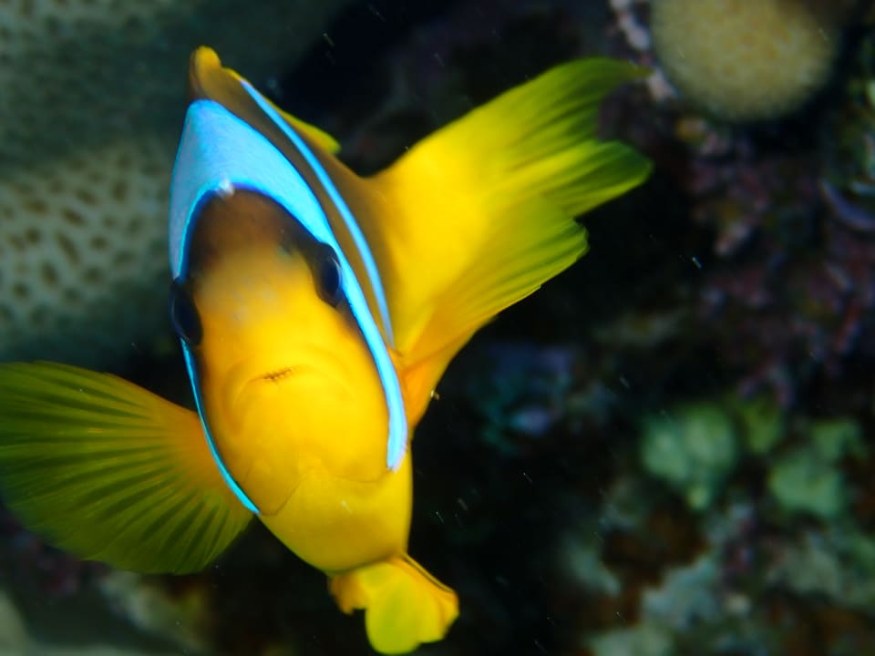 Strand Stella Beach Resort & Spa Makadi Bay