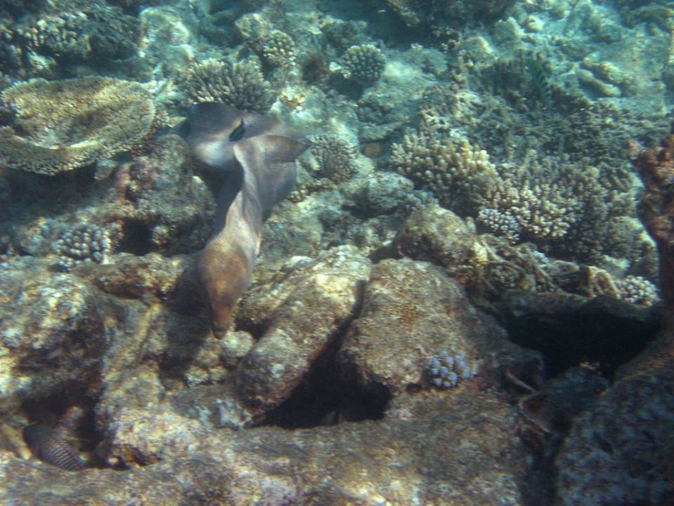 traumhafte Unterwasserwelt Diamonds Thudufushi