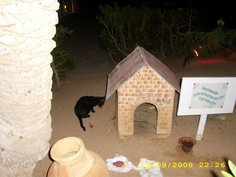 Katzenfutterstelle Bitte füttern! Calimera Yati Beach