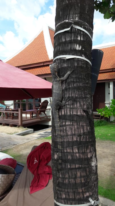 Gartenanlage Khaolak Laguna Resort