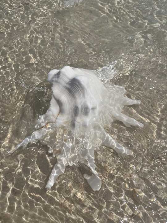 Sonstiges Hotel Gorgonia Beach Resort