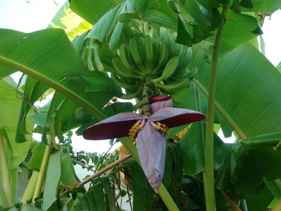 Banane Hotel Royal Nozha
