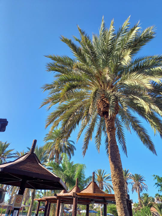 Pool HL Miraflor Suites Hotel