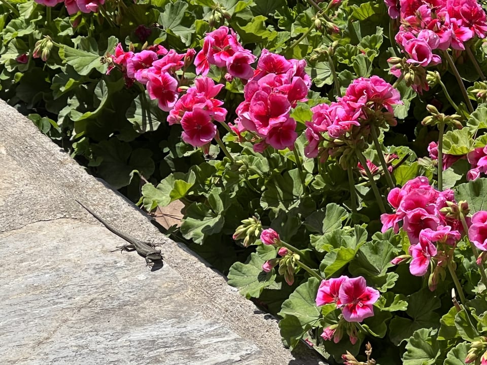 Gartenanlage Arum Barut Collection