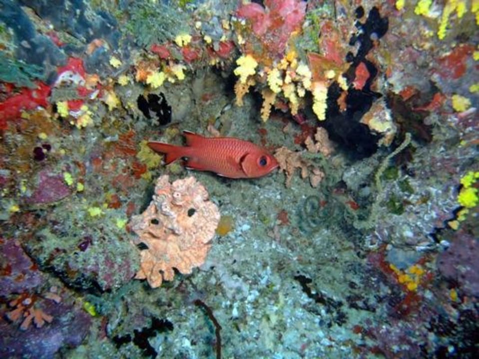 Unterwasser - Bootstauchgang NH Collection Maldives Reethi Resort
