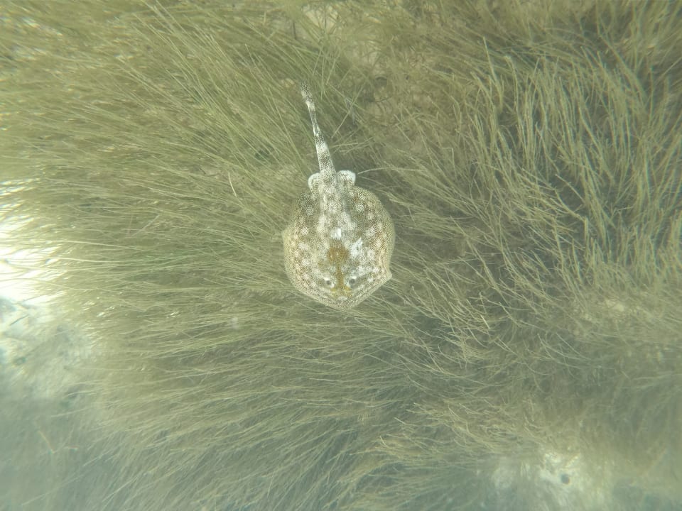 Sonstiges Catalonia Punta Cana - All Inclusive