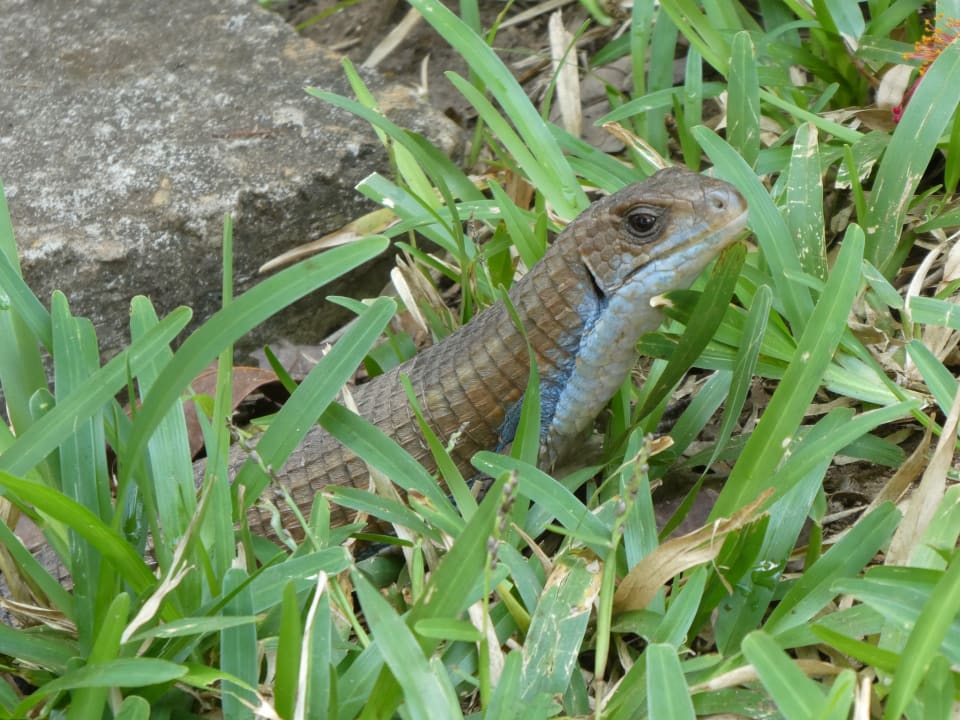 Gartenanlage Jaz Adonia Beach Resort