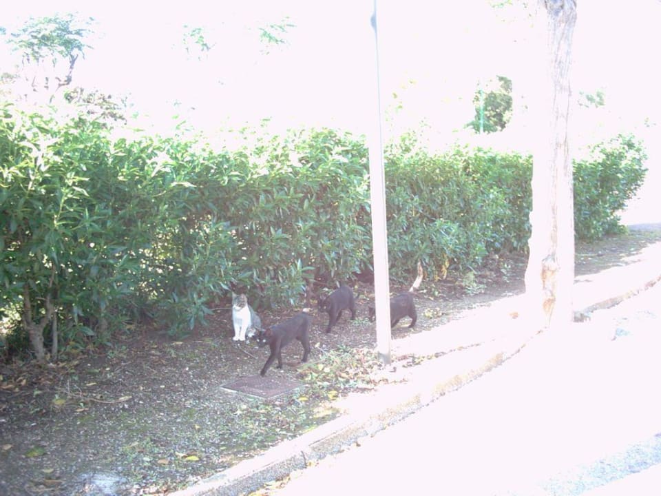 Katzen Katzen Katzen Bei Juan Playa Blanca