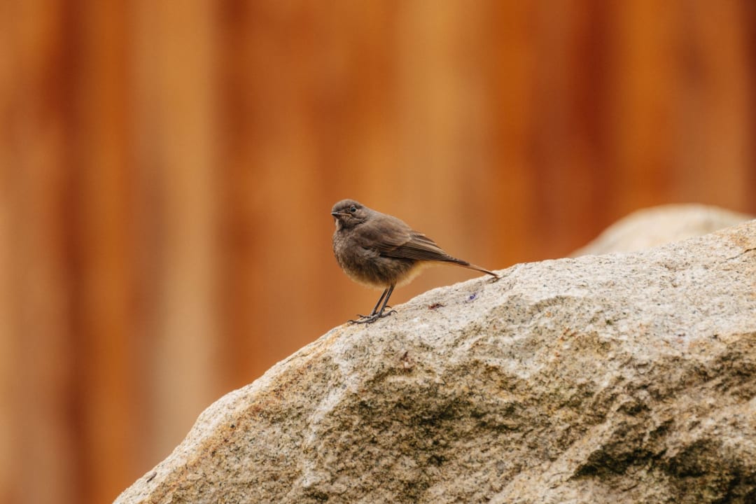 Gartenanlage Das SCHIERKE Harzresort am Brocken