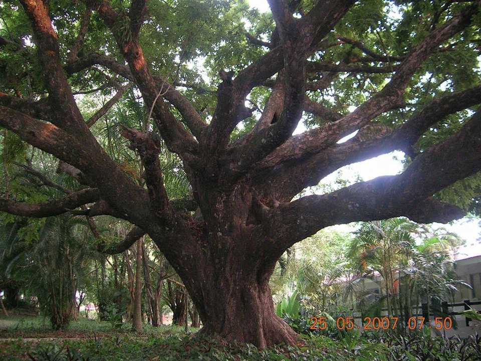 Größter Baum vom Hoteleingang Hotel Mision Palenque