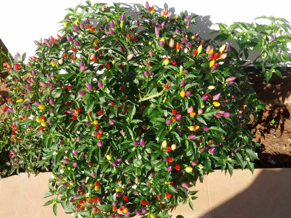 Bunte Chilis Asterias Beach