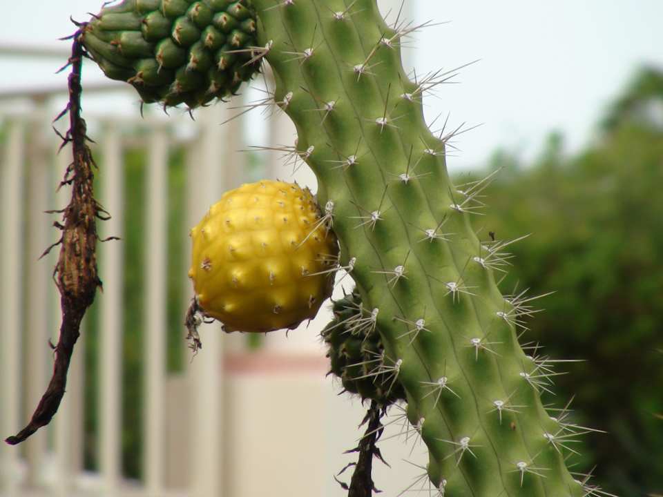 Frucht Melia Las Dunas