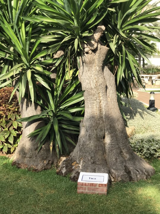 Gartenanlage Hotel Best Siroco