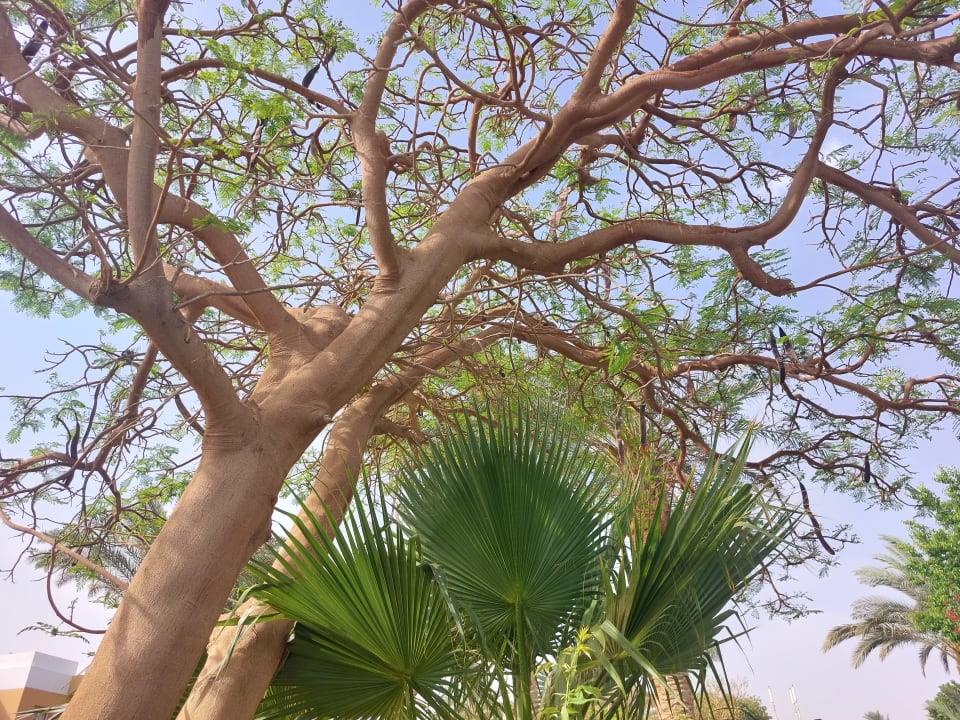 Gartenanlage Golden Beach Resort