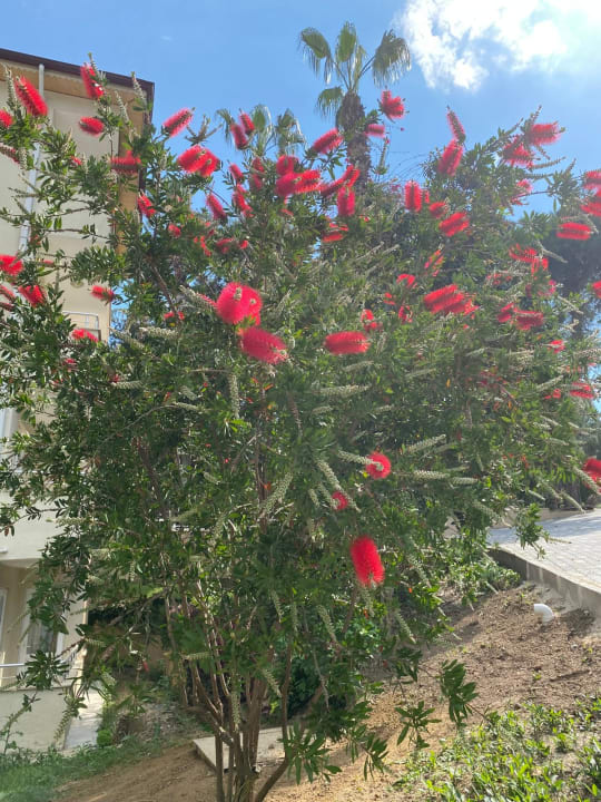 Gartenanlage Club Sidelya Hotel