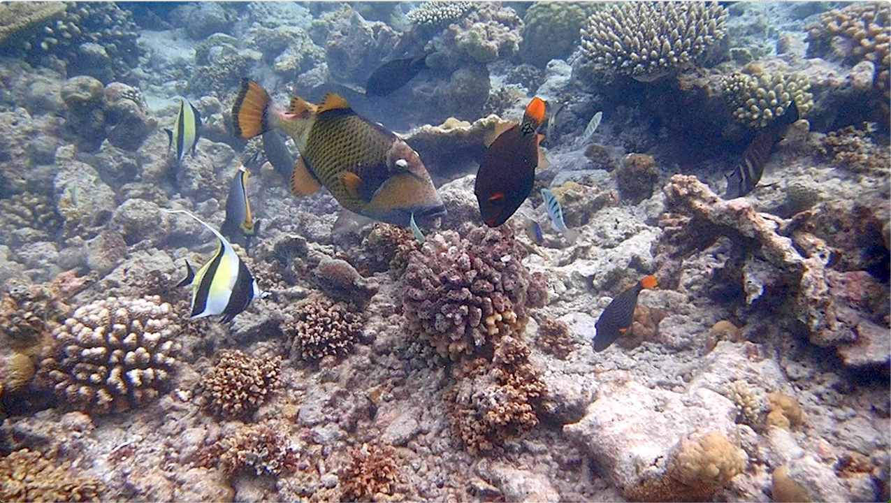 Sonstiges Vilamendhoo Island Resort & Spa