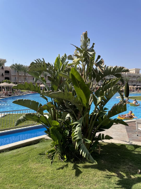 Gartenanlage Pickalbatros Palace Resort