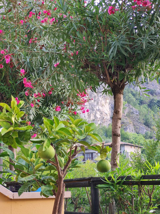 Gartenanlage Residence Oasi