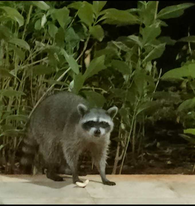 Gartenanlage Catalonia Playa Maroma