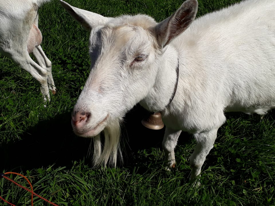 Gartenanlage Ferienhaus Stockli