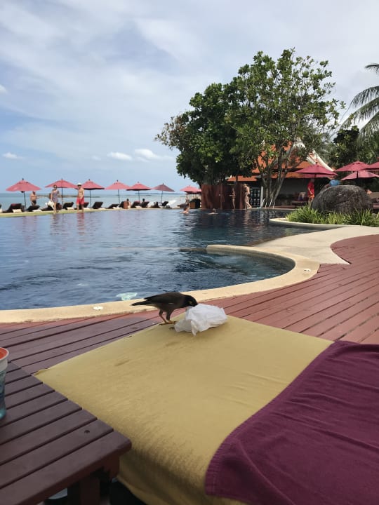 Pool Khaolak Laguna Resort