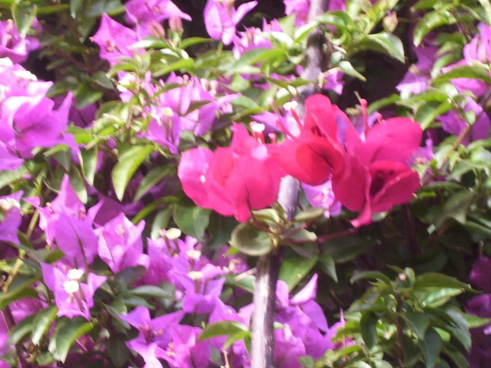 Blütenpracht Labranda Alantur Resort