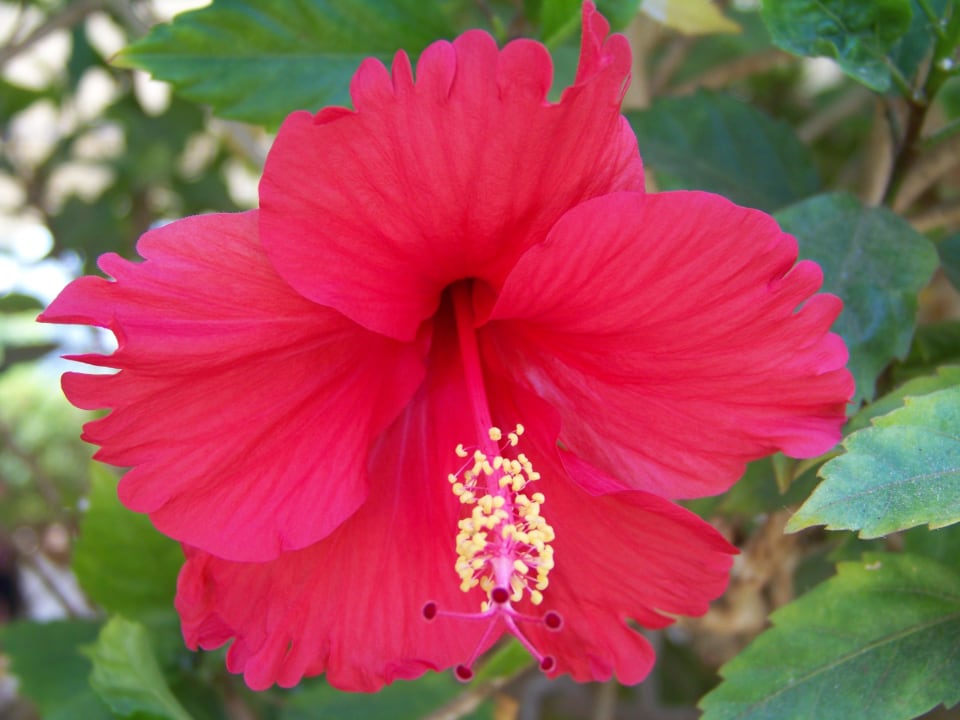 Hibiskus Ghazala Beach