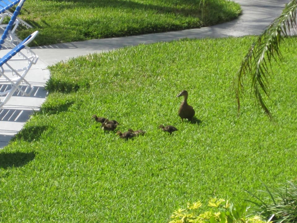Entenfamilie Hotel Dolphin Beach Resort