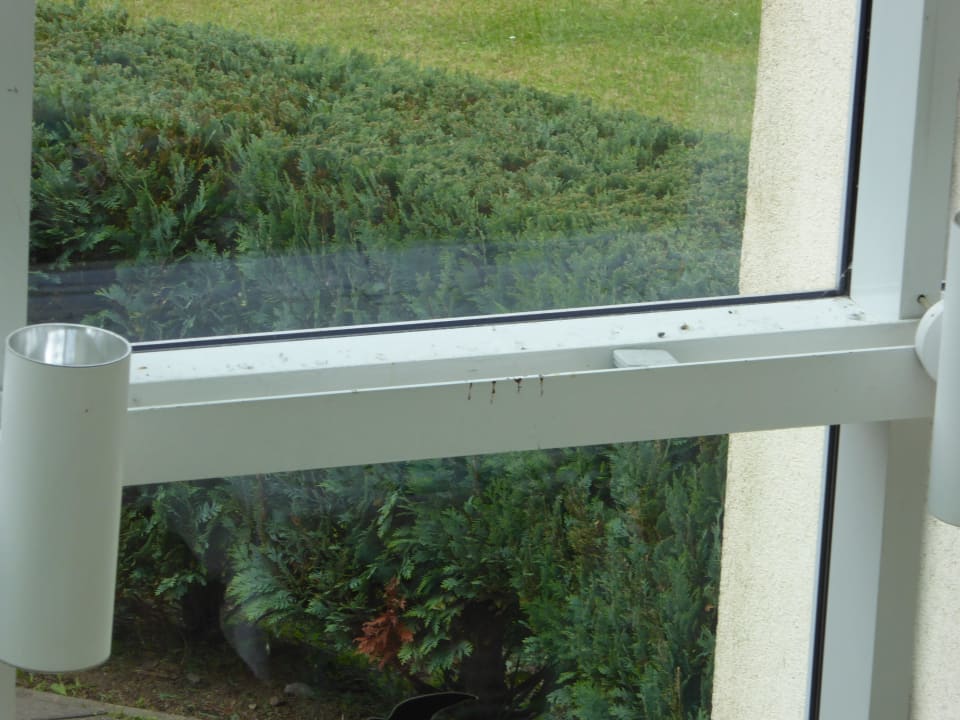 Generationen von toten Insekten im Frühstücksraum  Seehotel Schloss Klink