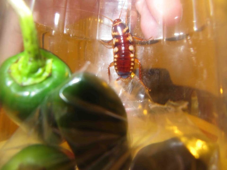 Kakerklake Hotel ValleMar