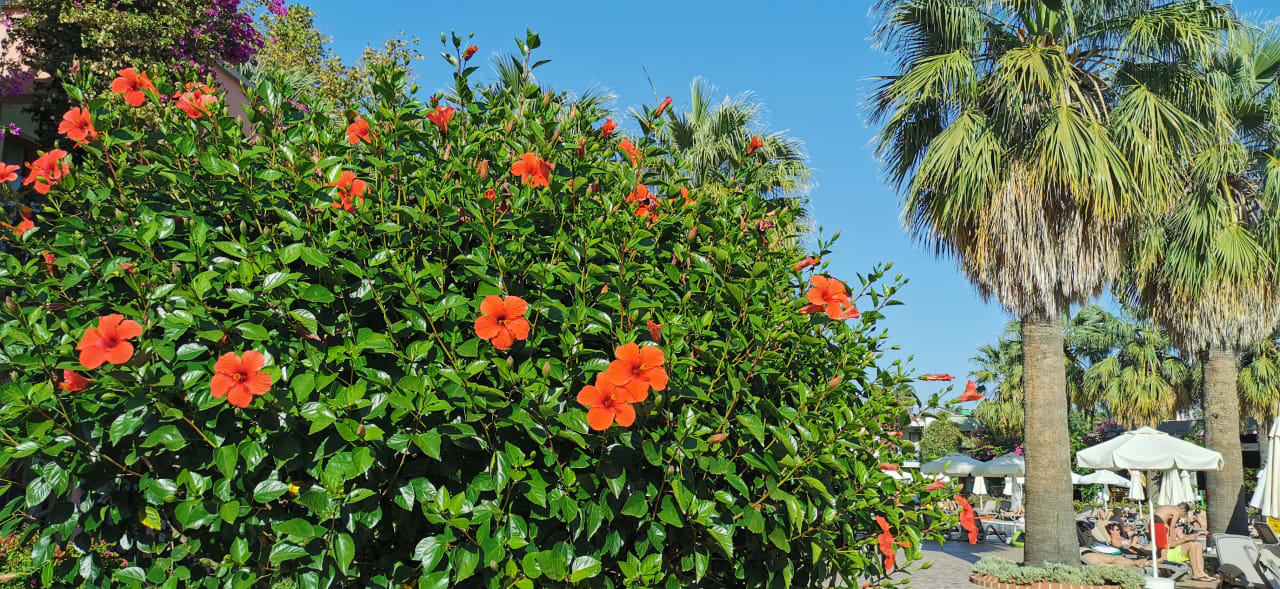 Gartenanlage VONRESORT Golden Beach