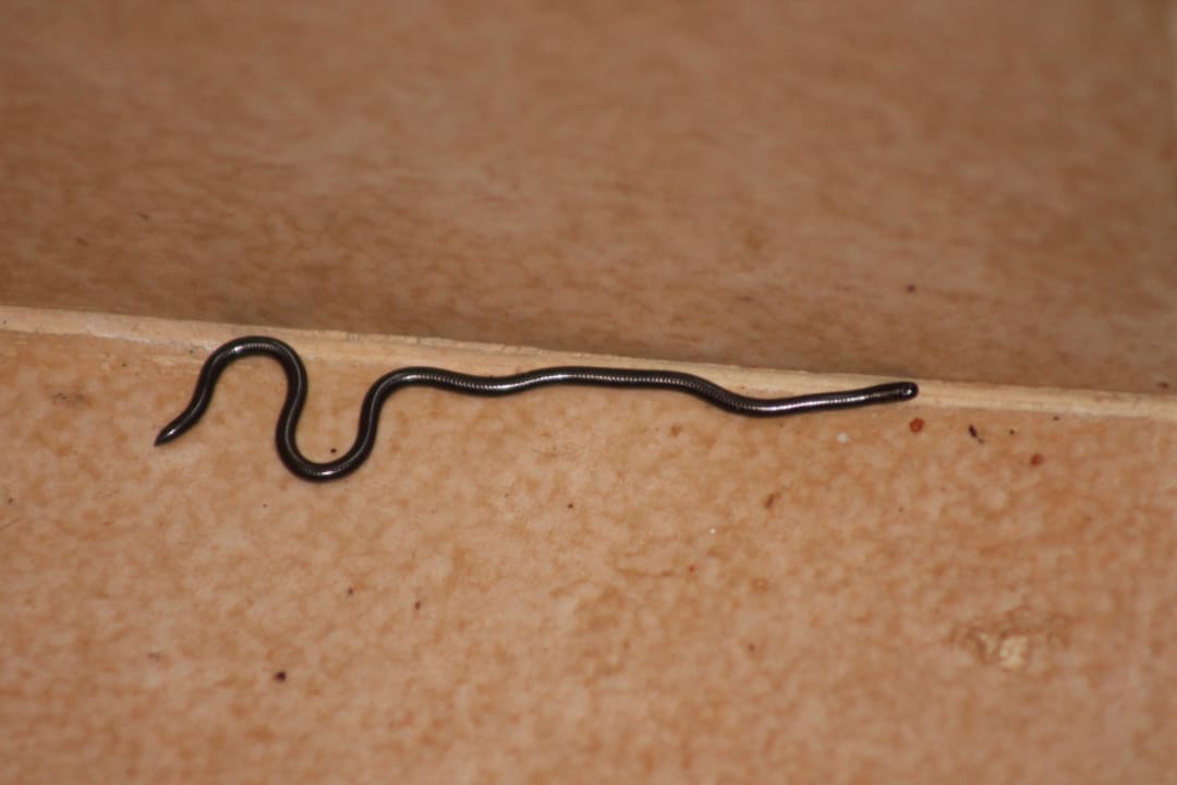 Baby-Sumpfschlange im Zimmer Ol Tukai Lodge