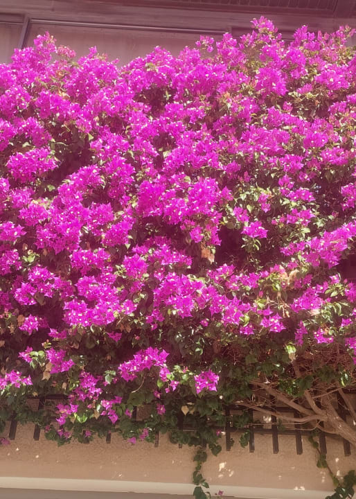 Gartenanlage Asteria Family Belek