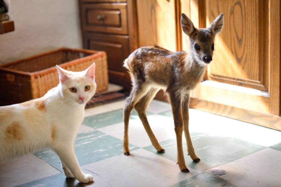 Sonstiges Ferienwohnungen Gullyhof