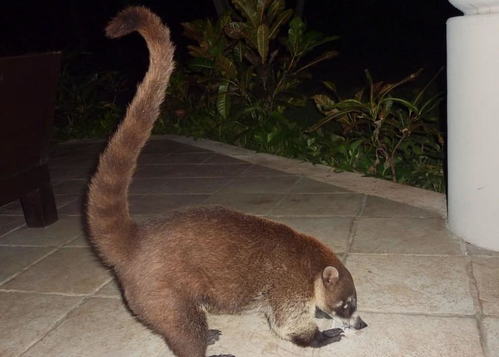 Einer der zahlreichen Nasenbären Catalonia Playa Maroma